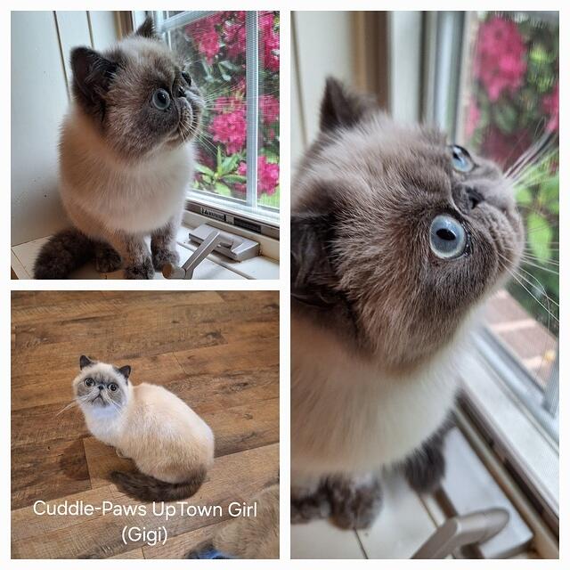 ADOPTED.  GIGI WILL BE AVAILABLE MID JUNE FOR ADOPTION. SHE FULLY VACCINATED & SPAID. PLEASE FEEL FREE TO CONTACT ME FOR MORE INFO. THANK YOU!  DEBRA.