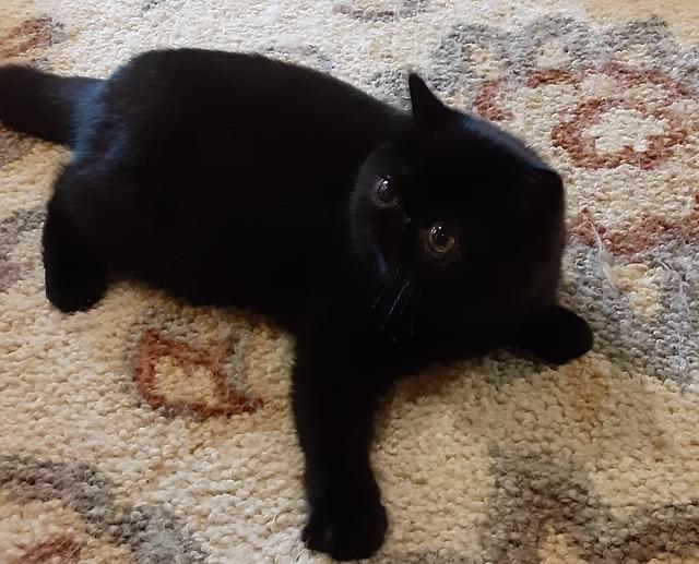 CUDDLE-PAWS TINY DANCER