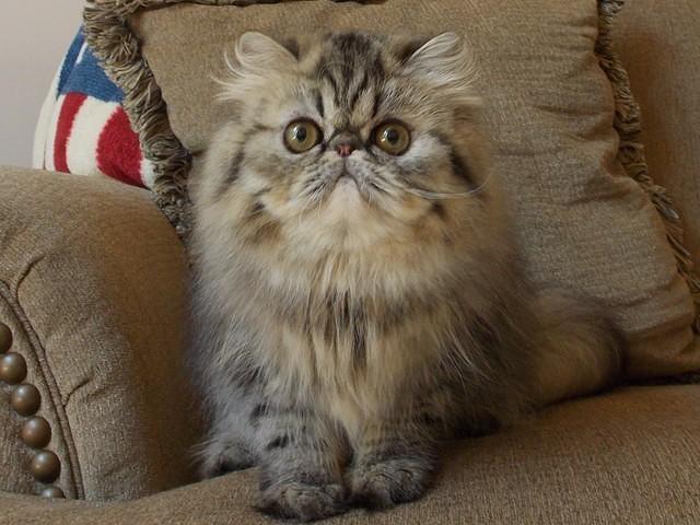 CH CUDDLE-PAWS TIGER LILY