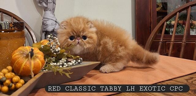 JITTER & LULA BABY  PIC.7 WEEKS OLD