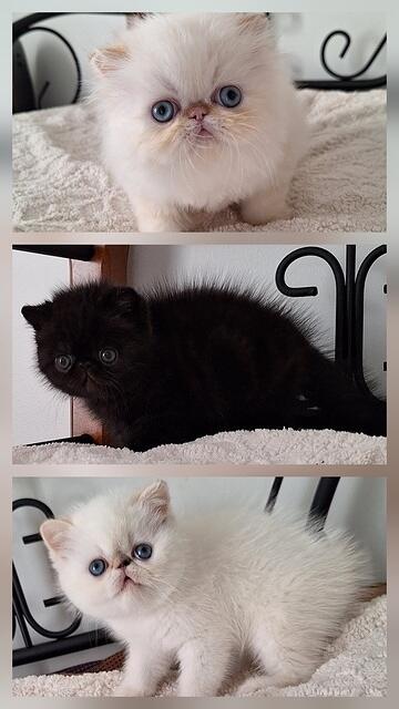 NFS AT THIS TIME..7 WEEKS OLD  INQUIRIES WELCOME