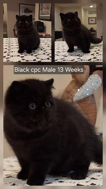 BLACK CPC SH EXOTIC MALE  PIC AT 13 WEEKS