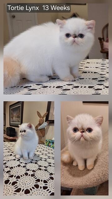 TORTIE LYNX POINT SH EXOTIC FEMALE 13 WEEKS