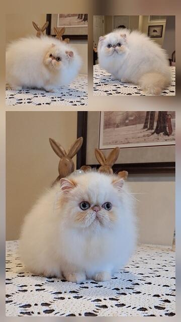 FLAME LYNX POINT FEMALE  15 WEEKS