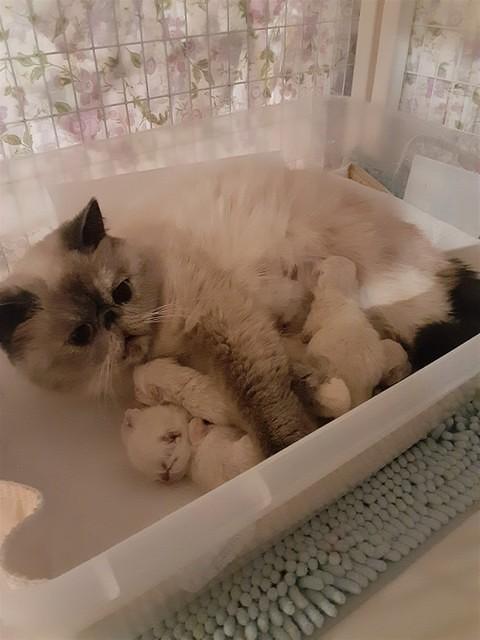 TURBO & JOY BABIES