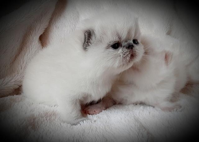 BLUECREAM POINT SH FEMALE  2 WEEKS OLD