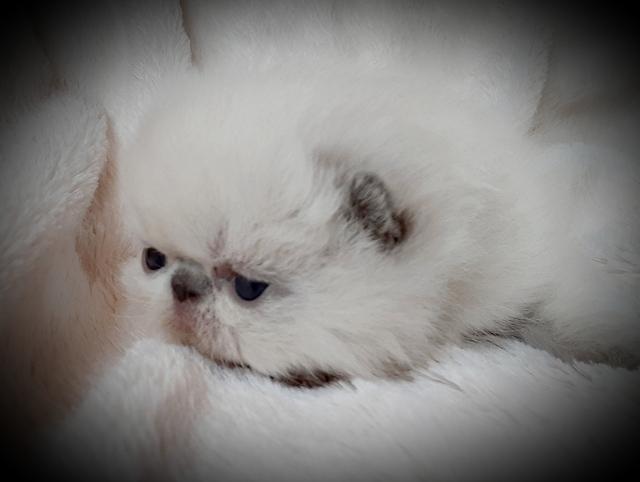 BLUE POINT SH FEMALE  2 WEEKS OLD