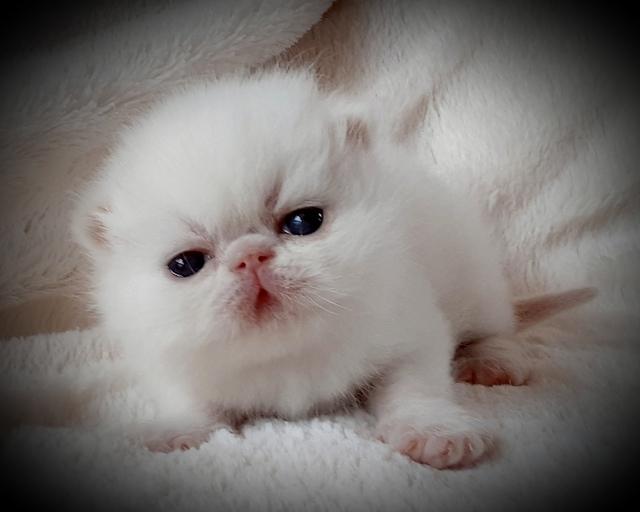 CREAM POINT SH MALE 2 WEEKS OLD