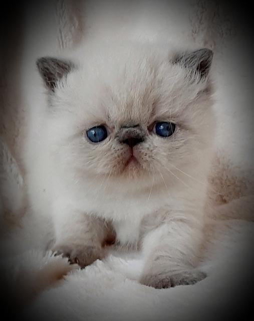 BLUE POINT SH FEMALE 4 WEEKS OLD