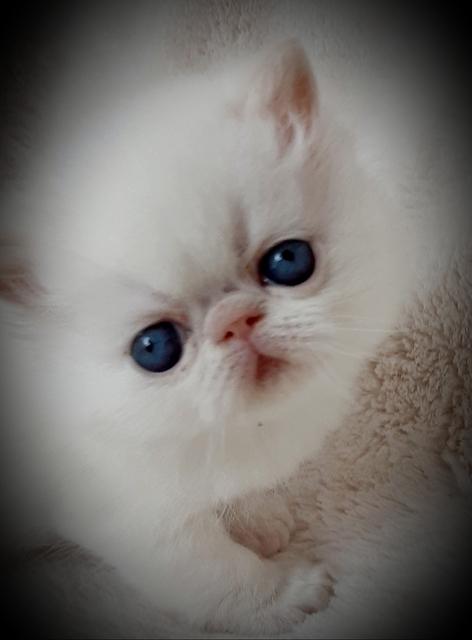 CREAM POINT SH MALE  4 WEEKS OLD