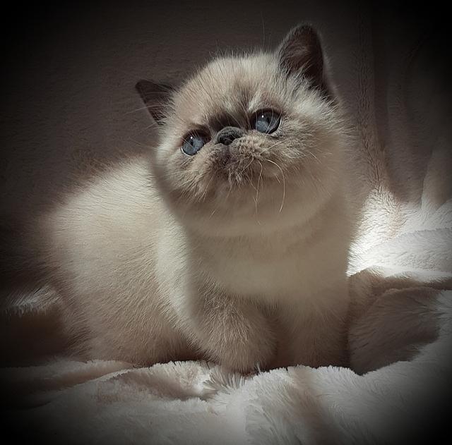BLUECREAM POINT SH EXOTIC  FEMALE 8 WEEKS