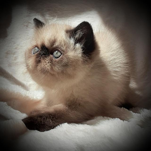 SEAL POINT SH EXOTIC FEMALE 8 WEEKS
