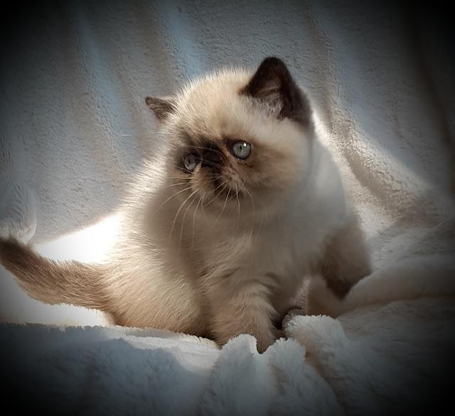 SEAL POINT SH EXOTIC FEMALE 8 WEEKS