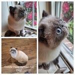 ADOPTED.  GIGI WILL BE AVAILABLE MID JUNE FOR ADOPTION. SHE FULLY VACCINATED & SPAID. PLEASE FEEL FREE TO CONTACT ME FOR MORE INFO. THANK YOU!  DEBRA.
