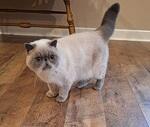Gigi Blue Point SH Exotic