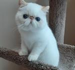 CH. RW. CUDDLE-PAWS BE-BOP-A-LULA  FLAME POINT SH EXOTIC (PIC. 4 MONTHS OLD)