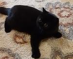 CUDDLE-PAWS TINY DANCER