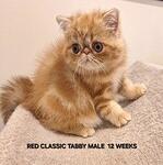 ROSIE & JITTER  BABY SH EXOTIC CPC