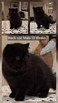 BLACK CPC SH EXOTIC MALE  PIC AT 13 WEEKS