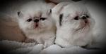 SEAL POINT SH FEMALES  2 WEEKS OLD