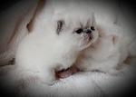 BLUECREAM POINT SH FEMALE  2 WEEKS OLD