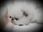 BLUE POINT SH FEMALE  2 WEEKS OLD