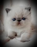 BLUE POINT SH FEMALE 4 WEEKS OLD