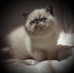 BLUECREAM POINT SH EXOTIC  FEMALE 8 WEEKS