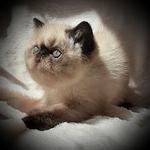 SEAL POINT SH EXOTIC FEMALE 8 WEEKS