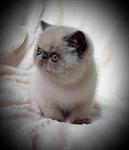 BLUE POINT SH EXOTIC FEMALE 8 WEEKS