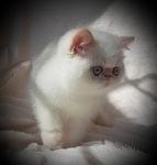 CREAM POINT SH EXOTIC MALE 8 WEEKS