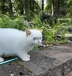 FLAME POINT EXOTIC SH MALE BORN 4/4/2021